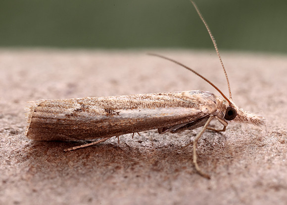 63.095 BF1309 Agriphila geniculea