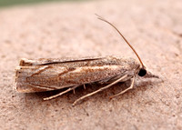 63.095 BF1309 Agriphila geniculea