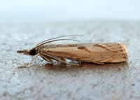 63.095 BF1309 Agriphila geniculea