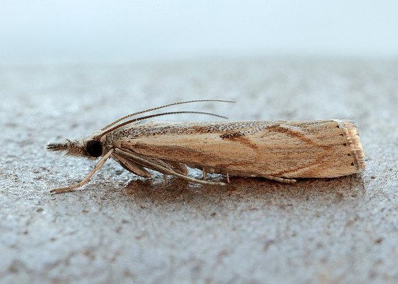 63.095 BF1309 Agriphila geniculea