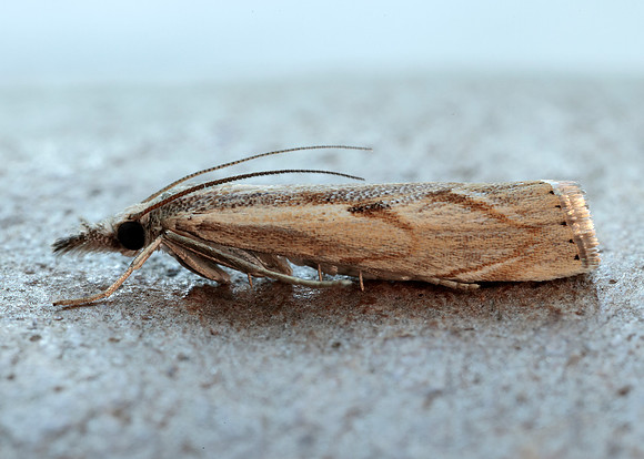 63.095 BF1309 Agriphila geniculea