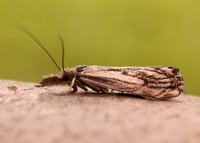 63.102 BF1316 Catoptria falsella