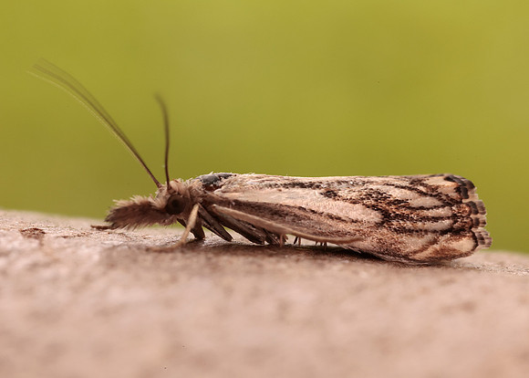 63.102 BF1316 Catoptria falsella