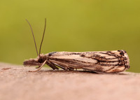 63.102 BF1316 Catoptria falsella