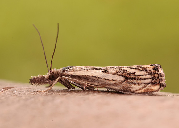 63.102 BF1316 Catoptria falsella