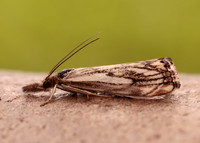 63.102 BF1316 Catoptria falsella