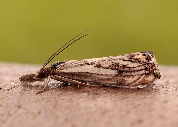 63.102 BF1316 Catoptria falsella