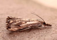 63.102 BF1316 Catoptria falsella