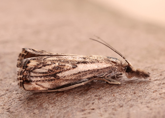 63.102 BF1316 Catoptria falsella
