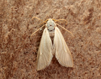 63.115 BF1331 Water Veneer Acentria ephemerella