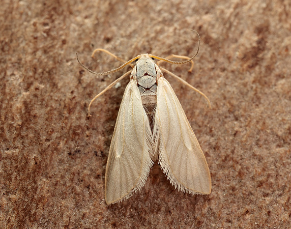 63.115 BF1331 Water Veneer Acentria ephemerella