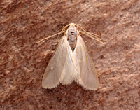 63.115 BF1331 Water Veneer Acentria ephemerella