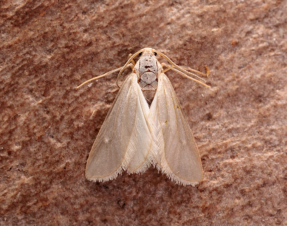 63.115 BF1331 Water Veneer Acentria ephemerella