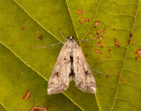 63.116 BF1354 Small China-mark Cataclysta lemnata