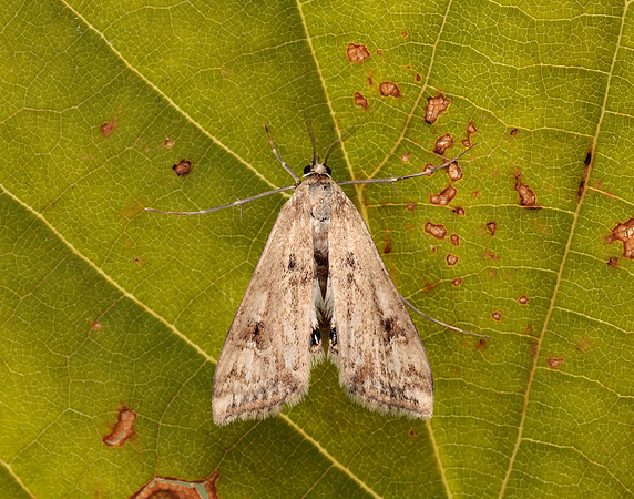 63.116 BF1354 Small China-mark Cataclysta lemnata
