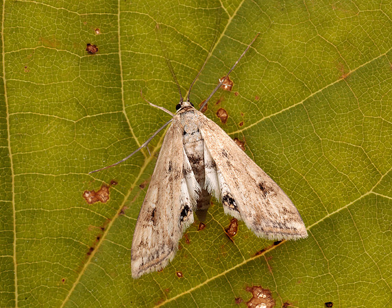 63.116 BF1354 Small China-mark Cataclysta lemnata