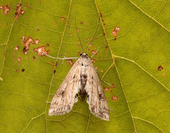 63.116 BF1354 Small China-mark Cataclysta lemnata