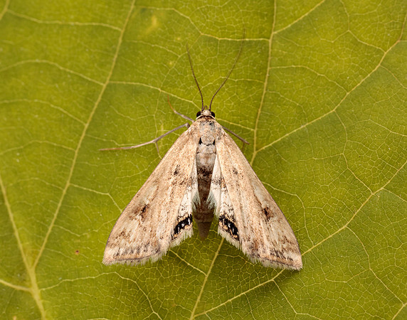 63.116 BF1354 Small China-mark Cataclysta lemnata