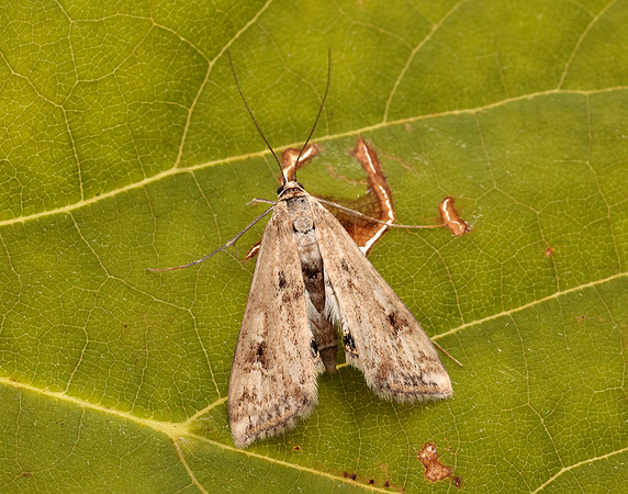 63.116 BF1354 Small China-mark Cataclysta lemnata