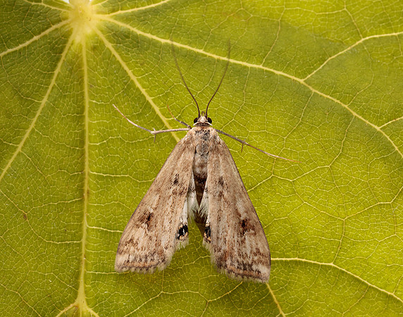 63.116 BF1354 Small China-mark Cataclysta lemnata