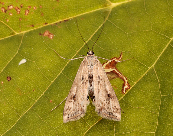 63.116 BF1354 Small China-mark Cataclysta lemnata
