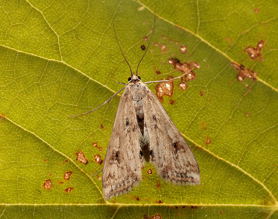 63.116 BF1354 Small China-mark Cataclysta lemnata