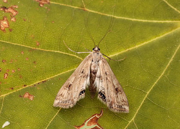 63.116 BF1354 Small China-mark Cataclysta lemnata