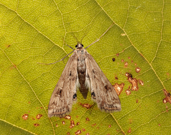 63.116 BF1354 Small China-mark Cataclysta lemnata