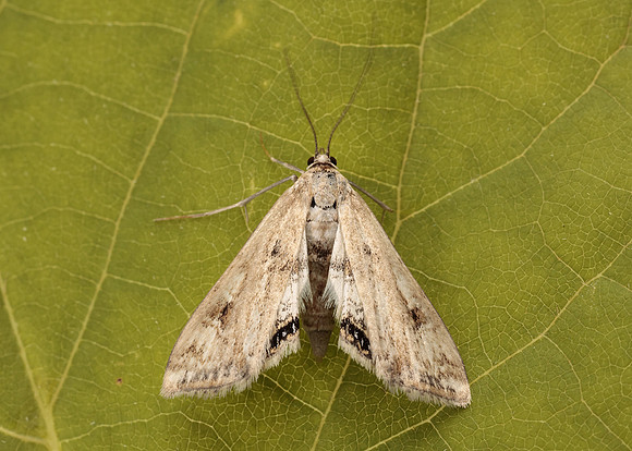 63.116 BF1354 Small China-mark Cataclysta lemnata