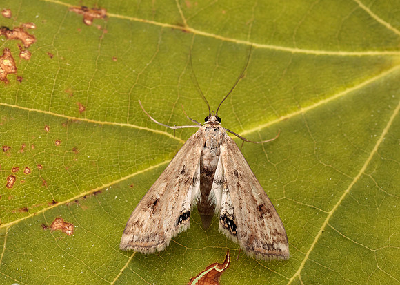 63.116 BF1354 Small China-mark Cataclysta lemnata