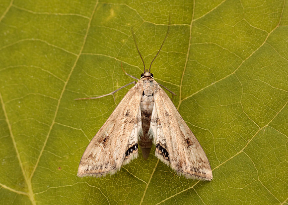 63.116 BF1354 Small China-mark Cataclysta lemnata