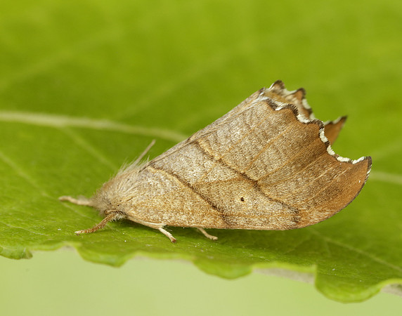 65.001 BF1645 Scalloped Hook-tip Falcaria lacertinaria