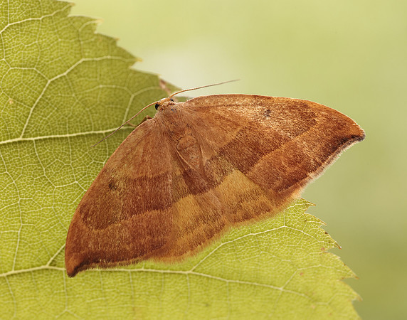 65.003 BF1647 Barred Hook-tip Watsonalla cultraria