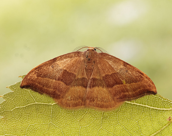 65.003 BF1647 Barred Hook-tip Watsonalla cultraria