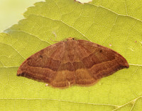 65.003 BF1647 Barred Hook-tip Watsonalla cultraria