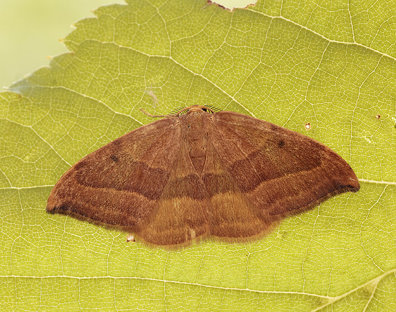 65.003 BF1647 Barred Hook-tip Watsonalla cultraria