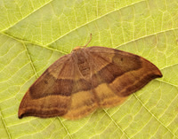 65.003 BF1647 Barred Hook-tip Watsonalla cultraria