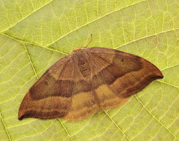 65.003 BF1647 Barred Hook-tip Watsonalla cultraria