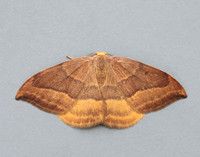 65.003 BF1647 Barred Hook-tip Watsonalla cultraria