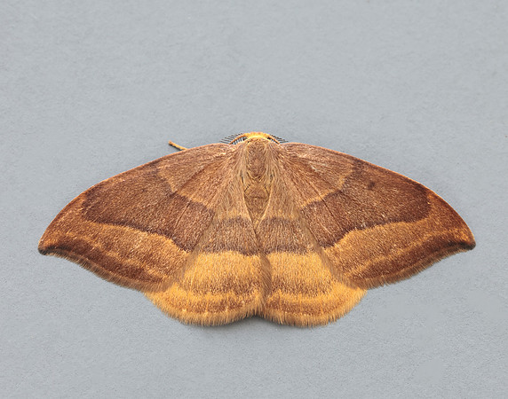 65.003 BF1647 Barred Hook-tip Watsonalla cultraria