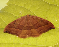 65.003 BF1647 Barred Hook-tip Watsonalla cultraria
