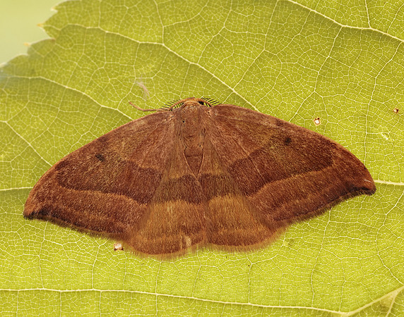 65.003 BF1647 Barred Hook-tip Watsonalla cultraria