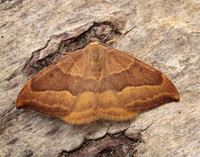 65.003 BF1647 Barred Hook-tip Watsonalla cultraria