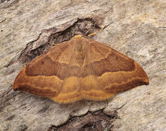 65.003 BF1647 Barred Hook-tip Watsonalla cultraria