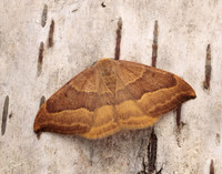 65.003 BF1647 Barred Hook-tip Watsonalla cultraria
