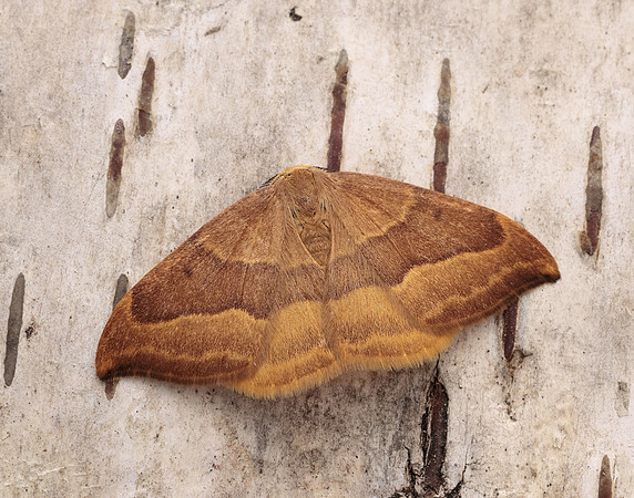 65.003 BF1647 Barred Hook-tip Watsonalla cultraria