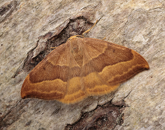 65.003 BF1647 Barred Hook-tip Watsonalla cultraria