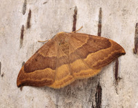 65.003 BF1647 Barred Hook-tip Watsonalla cultraria