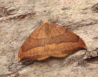 65.003 BF1647 Barred Hook-tip Watsonalla cultraria