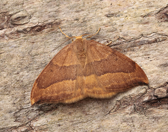 65.003 BF1647 Barred Hook-tip Watsonalla cultraria